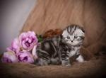 Dream butterfly tabby baby boy scottish fold - Scottish Fold Kitten For Sale - CA&comma; US