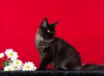 Pandora - Maine Coon Cat For Sale - Brooklyn&comma; NY&comma; US