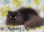 Bubba - Persian Cat For Sale - Yucca Valley&comma; CA&comma; US