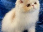 Micky - Persian Cat For Sale - Clewiston&comma; FL&comma; US