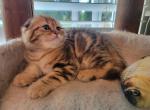 Leo2 - Scottish Fold Cat For Sale - Holland&comma; PA&comma; US