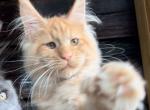 Angela Polydactyl - Maine Coon Cat For Sale - Hollywood&comma; FL&comma; US
