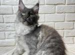 Irbis - Maine Coon Cat For Sale - Hollywood&comma; FL&comma; US