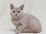 Xuseyn Chavush - British Shorthair Cat For Sale - Miami&comma; FL&comma; US