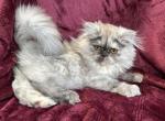 Amira - Persian Cat For Sale - Callahan&comma; FL&comma; US