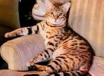 King Hercules - Bengal Cat For Sale - Bronx&comma; NY&comma; US