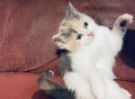 Apple - Scottish Straight Cat For Sale - WI&comma; US