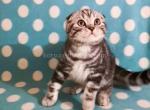 Albert butterfly tabby boy scottish fold - Scottish Fold Cat For Sale - Houston&comma; TX&comma; US