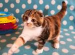 Alice tricolor calico scottish fold girl - Scottish Fold Cat For Sale - Houston&comma; TX&comma; US