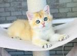 Amur golden shaded british shorthair little boy - British Shorthair Cat For Sale - Houston&comma; TX&comma; US