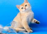 Iriska golden shaded british shorthair little girl - British Shorthair Cat For Sale - Houston&comma; TX&comma; US