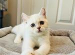 babykitten - British Shorthair Kitten For Sale - Rancho Cucamonga&comma; CA&comma; US