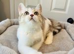 Bebe - British Shorthair Cat For Sale - Rancho Cucamonga&comma; CA&comma; US