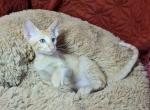 Haakon - Oriental Cat For Sale - Pembroke Pines&comma; FL&comma; US