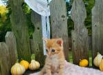 Punkin - Domestic Cat For Sale - Barto&comma; PA&comma; US