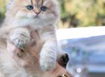 Vegas - Scottish Fold Cat For Sale - Levittown&comma; PA&comma; US