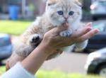 Vino - Scottish Fold Cat For Sale - Levittown&comma; PA&comma; US