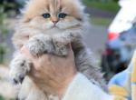 Violet - Scottish Fold Cat For Sale - Levittown&comma; PA&comma; US