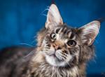 Quentin - Maine Coon Cat For Sale - Brooklyn&comma; NY&comma; US