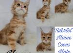 Nemo - Maine Coon Cat For Sale - Braham&comma; MN&comma; US