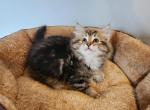 Silvia - Siberian Cat For Sale - Chelsea&comma; MA&comma; US
