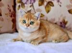 Gigi black golden shaded british shorthair girl - British Shorthair Cat For Sale - Houston&comma; TX&comma; US