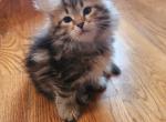 Gray - Siberian Cat For Sale - Chelsea&comma; MA&comma; US