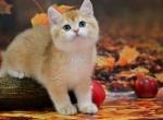Teddi ny 11 golden shaded british shorthair boy - British Shorthair Cat For Sale - Houston&comma; TX&comma; US