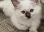 Balinese  Chocolate - Balinese Cat For Sale - West Palm Beach&comma; FL&comma; US