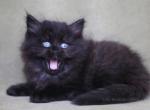 DON IZ TVERSKIGO KNYAZHESTVA - Siberian Cat For Sale - NY&comma; US