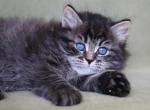DNEPR IZ TVERSKOGO KNYAZHESTVA - Siberian Cat For Sale - NY&comma; US