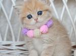 Carolin - British Shorthair Cat For Sale - Hollywood&comma; FL&comma; US