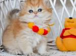 Christopher - British Shorthair Cat For Sale - Hollywood&comma; FL&comma; US
