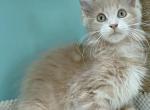 Boris - Maine Coon Cat For Sale - New York&comma; NY&comma; US