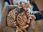 Tyson - Bengal Cat For Sale - Bronx&comma; NY&comma; US