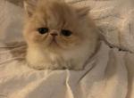 Creamy male - Persian Cat For Sale - MA&comma; US