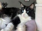 Lion - Maine Coon Cat For Sale - Hollywood&comma; FL&comma; US