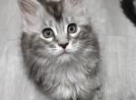 Eva - Maine Coon Cat For Sale - Hollywood&comma; FL&comma; US