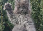 Napor - Maine Coon Cat For Sale - Hollywood&comma; FL&comma; US