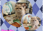 Porsche - Exotic Cat For Sale - TN&comma; US