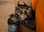 unnamed - Domestic Cat For Sale - Catonsville&comma; MD&comma; US