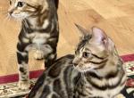 Bengal Kittens TICA Registered - Bengal Cat For Sale - White Plains&comma; NY&comma; US