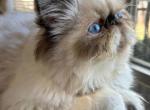 Igor - Persian Cat For Sale - Houston&comma; TX&comma; US