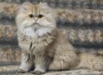 Ulyana - British Shorthair Cat For Sale - Los Angeles&comma; CA&comma; US