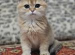 Afina - British Shorthair Cat For Sale - Los Angeles&comma; CA&comma; US