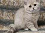 Bruno1 - British Shorthair Cat For Sale - Los Angeles&comma; CA&comma; US