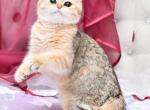 Arsen1 - British Shorthair Cat For Sale - Los Angeles&comma; CA&comma; US