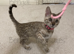 Jasmine - Bengal Cat For Sale - Carrollton&comma; TX&comma; US