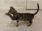 Petunia - Bengal Cat For Sale - Carrollton&comma; TX&comma; US