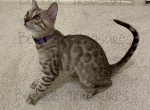 Lily - Bengal Cat For Sale - Carrollton&comma; TX&comma; US